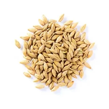 Barley Malt Grain