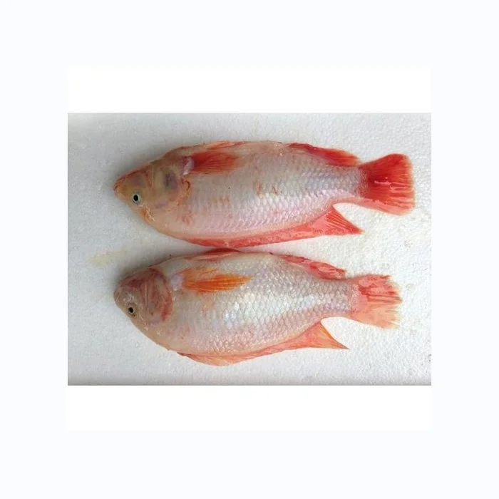 Top quality Good price Frozen red tilapia for export in bulk