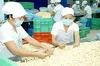 Premium Nuts - CASHEW KERNEL WW240 (220-240 seed/ pound) ORIGIN OF VIETNAM available for export
