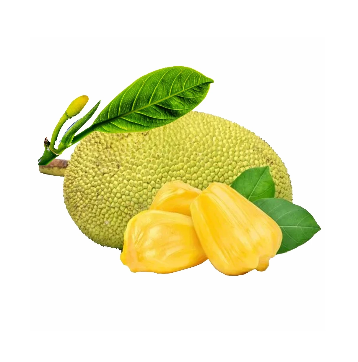 International Quality Tropical Fruit Sweet Good Taste Fresh Jackfruit 100% Organic Natural Yellow Color Ready To Ship