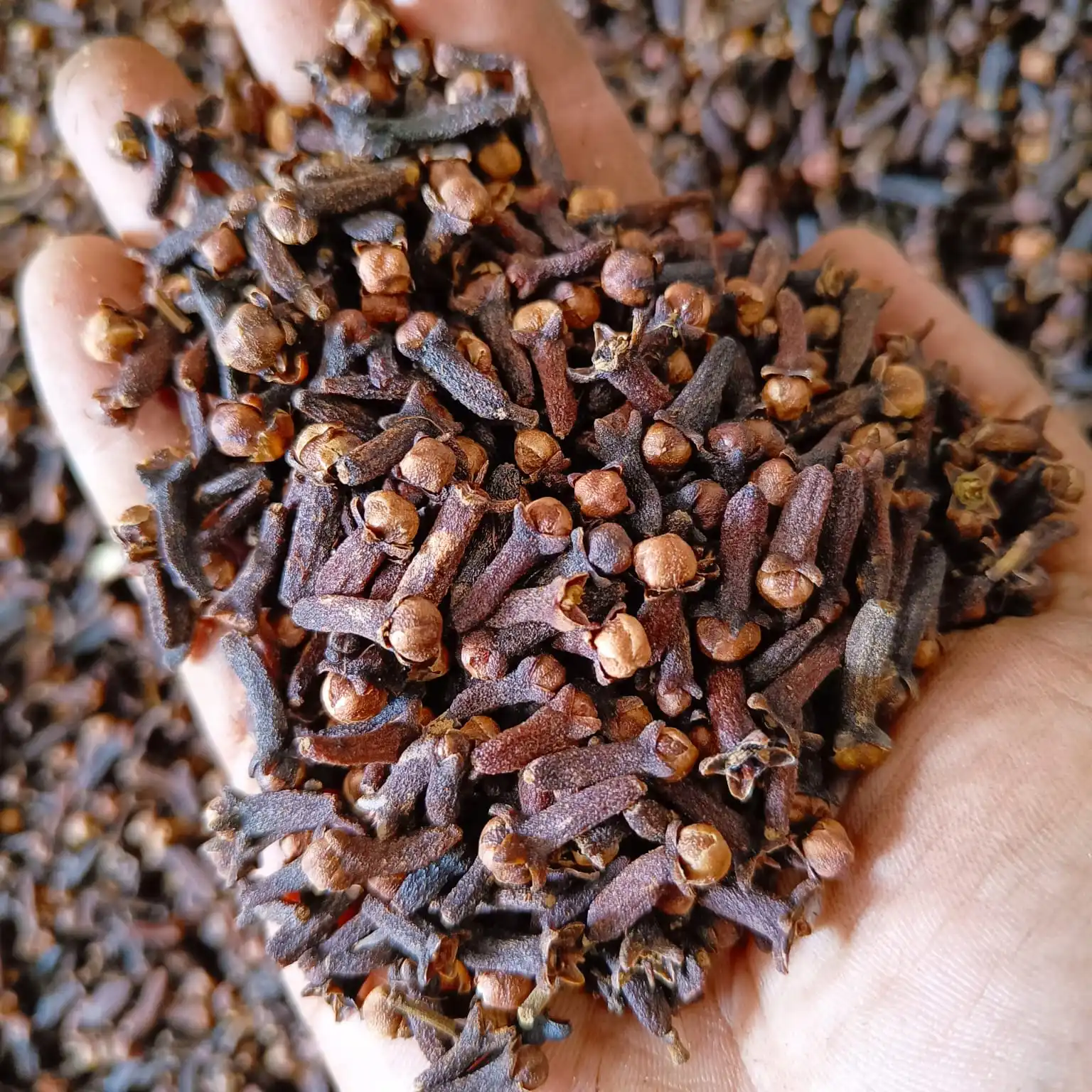 Гвоздики из Индонезии собирают прямо сада с высоким качеством и хорошими ценами/оптом