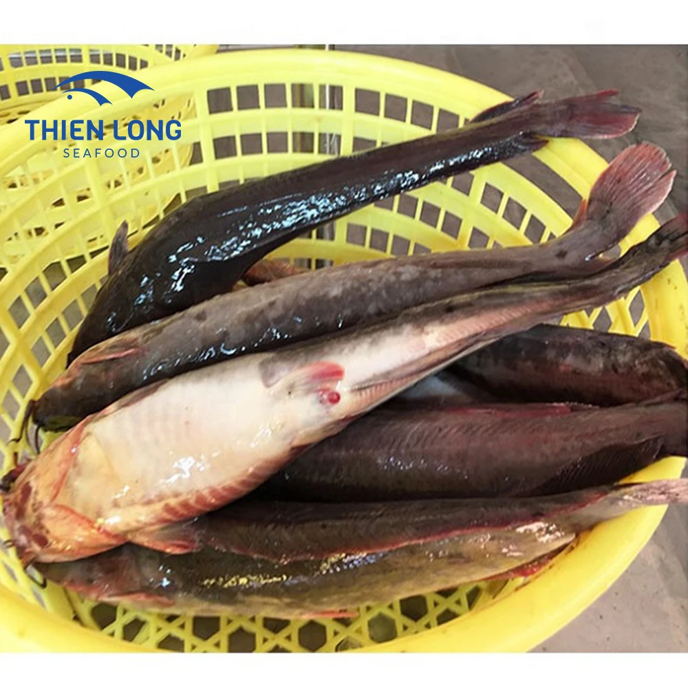Frozen catfish fresh walking catfish whole cleaned food export products IQF catfish fish