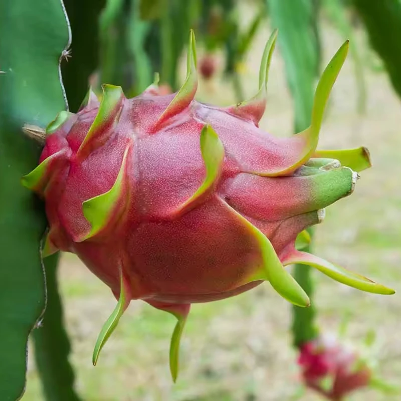 Best Price Dragon Fruit Ready for Export to USA - High Quality Fresh White Pitaya Dragon Fruit Export from Vietnam