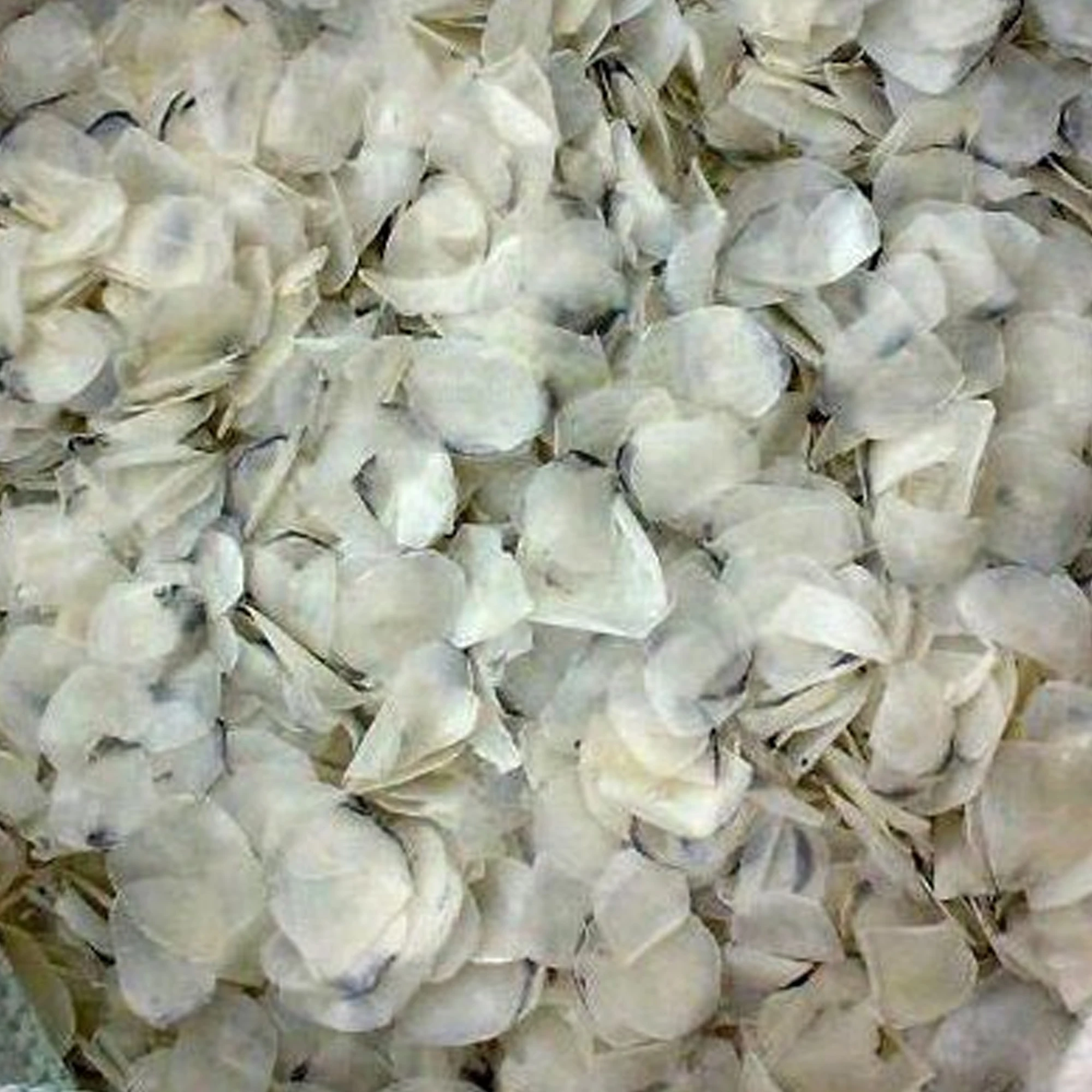 Premium Quality Export Oriented Wholesale Special Seafood Dried Fish Scale Custom Package Tilapia Fish Scales From Bangladesh
