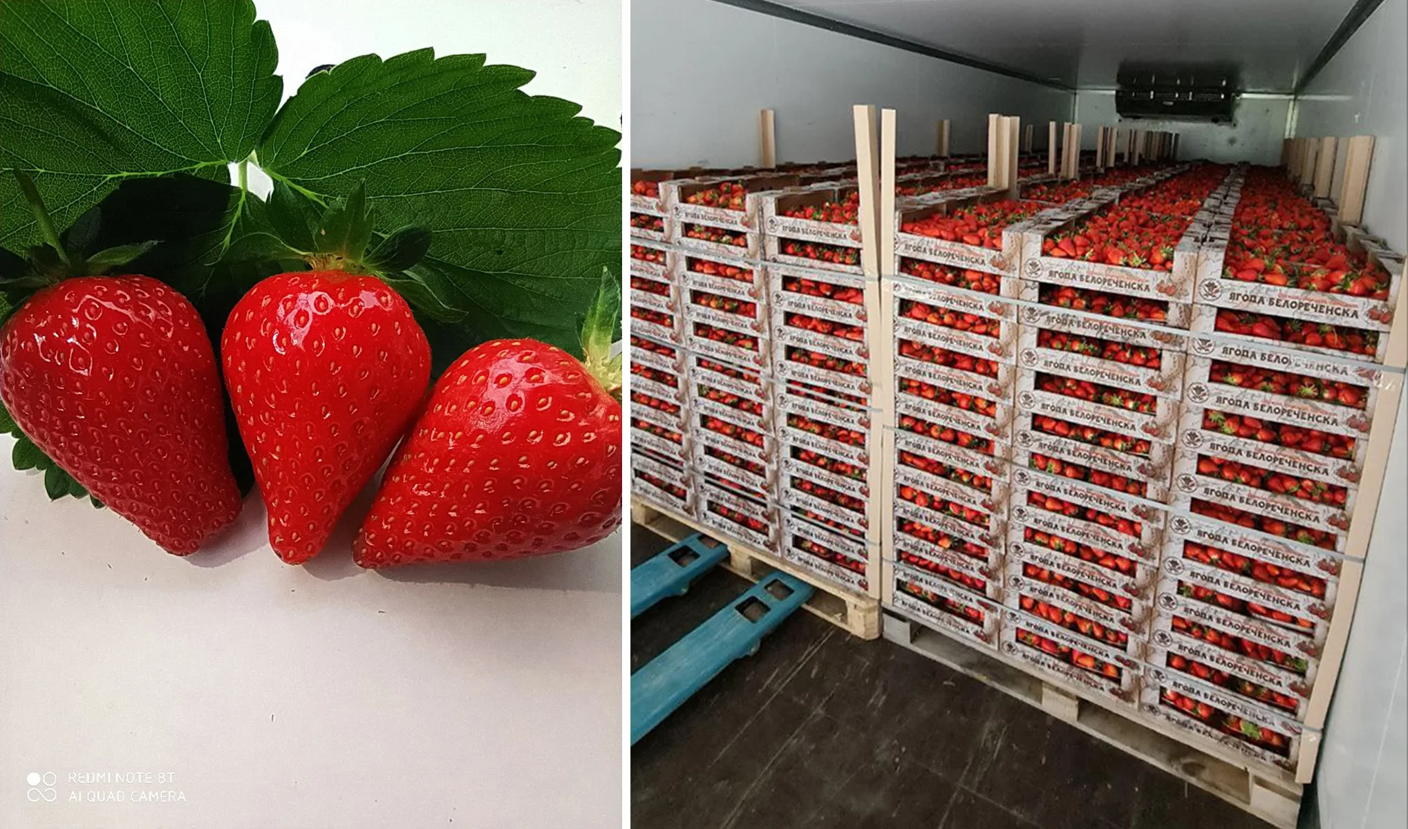 Deliciuos fresh strawberries natural product reliable supplier fresh strawberry for sale