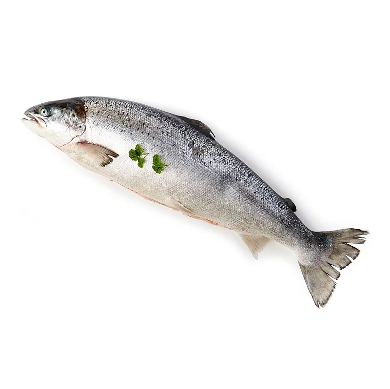 Salmon / Fresh Frozen Salmon Fish For Sale At Best Price