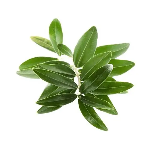 Оливки целые листья Olea