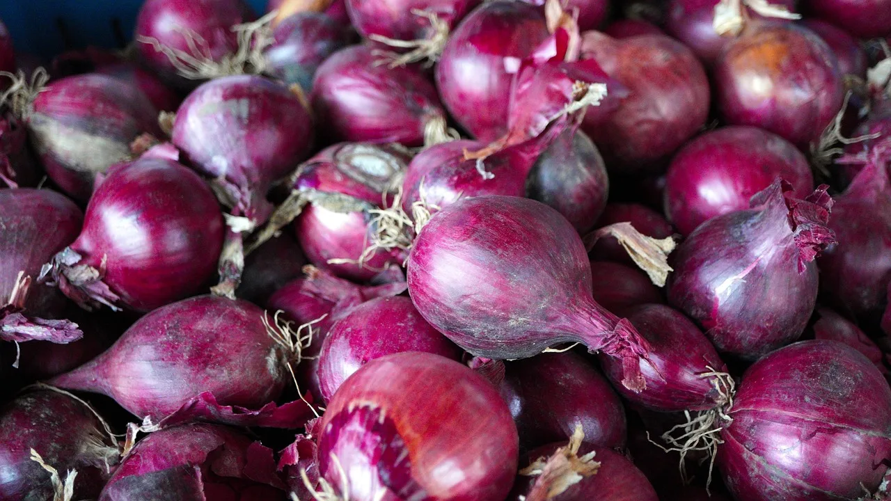 Vegetables used for cooking fresh red onion which you can get from us we wholesale all over the world sale