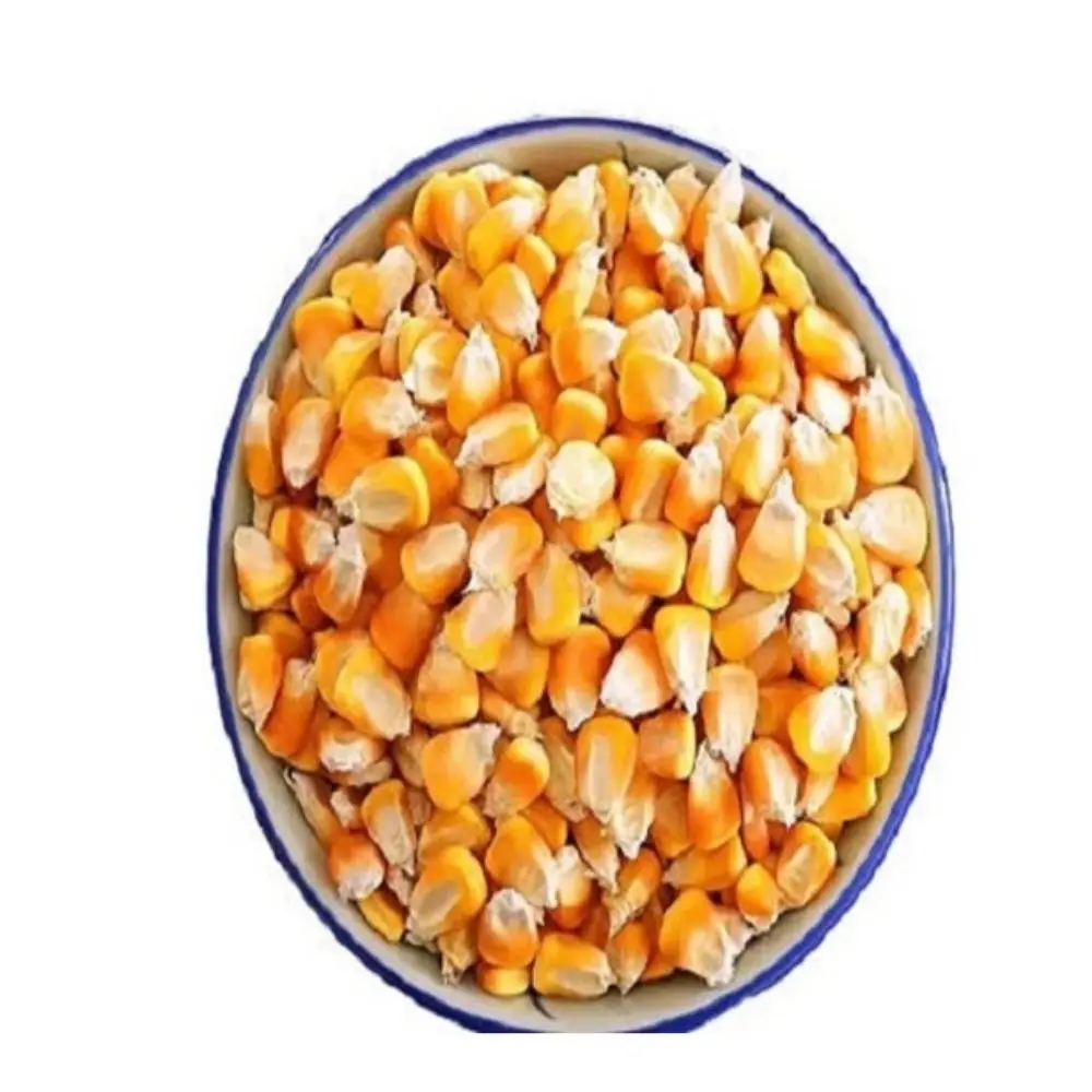Оптовая цена Желтая Кукуруза для корма животных потребление желтой кукурузы нового урожая человека и оптовая продажа