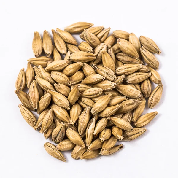 Barley for animal feed top quality feed available at wholesale low price from india
