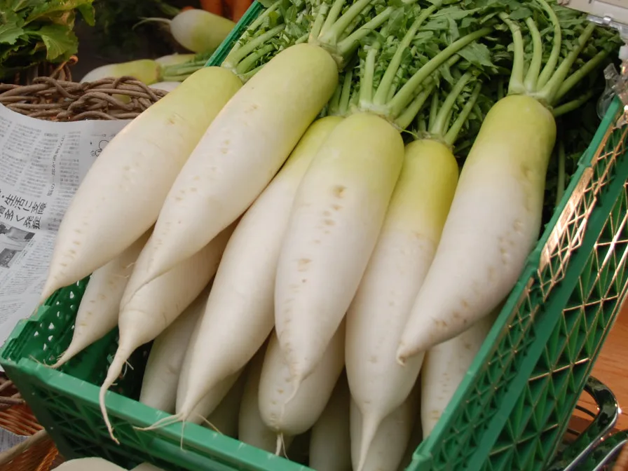 2023 New Crop Fresh White Radish Hot Sale White Radish Factory Low Price White Radish From Vietnam