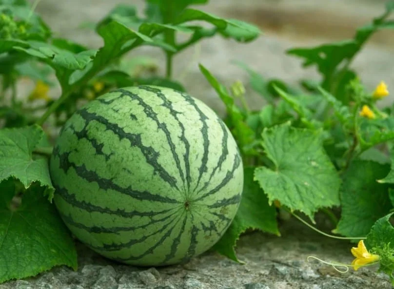 100% Natural Delicious Taste Best Quality Wholesale Vietnam Fresh Fruit Watermelon at Reliable Market Price