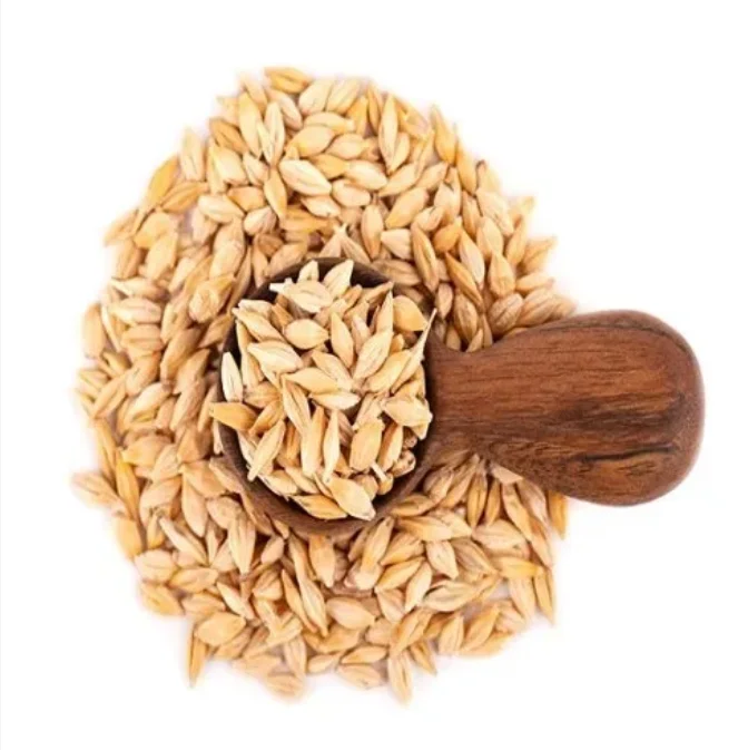 Высокое качество зерна ячменя для солода | Ячмень корма животных доступный продажи по низкой цене