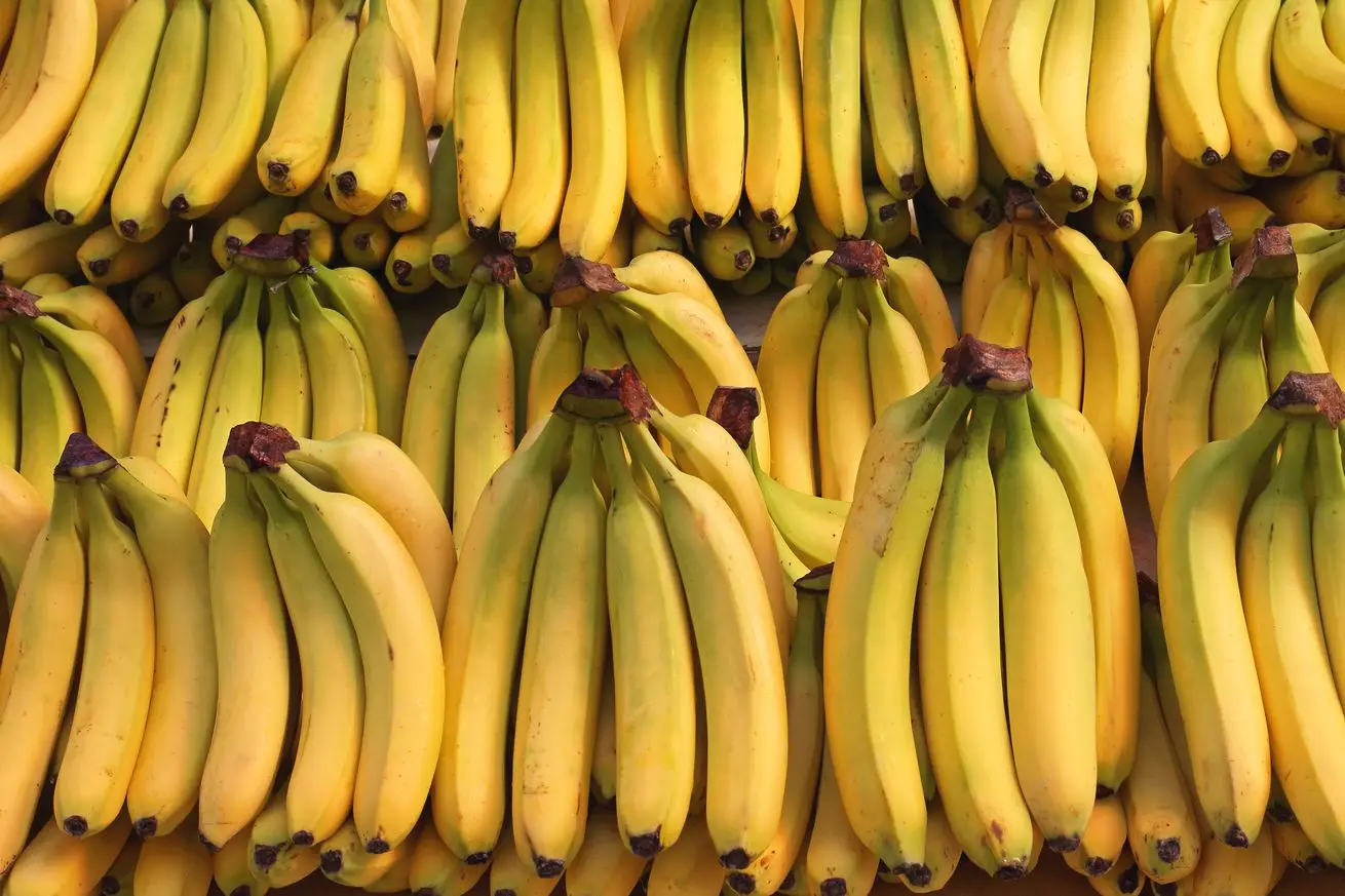 High Quality Fresh Geen Siamese Banana Fresh Banana From United kingdom