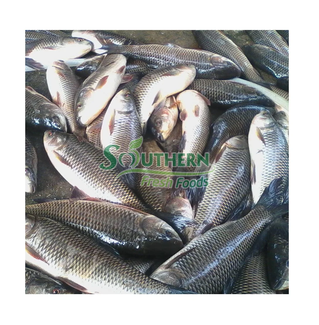 Competitive Price Seafood 1-2.5kg kg Per Piece  Delicious Natural High Quality OEM Service Frozen Rohu Fish