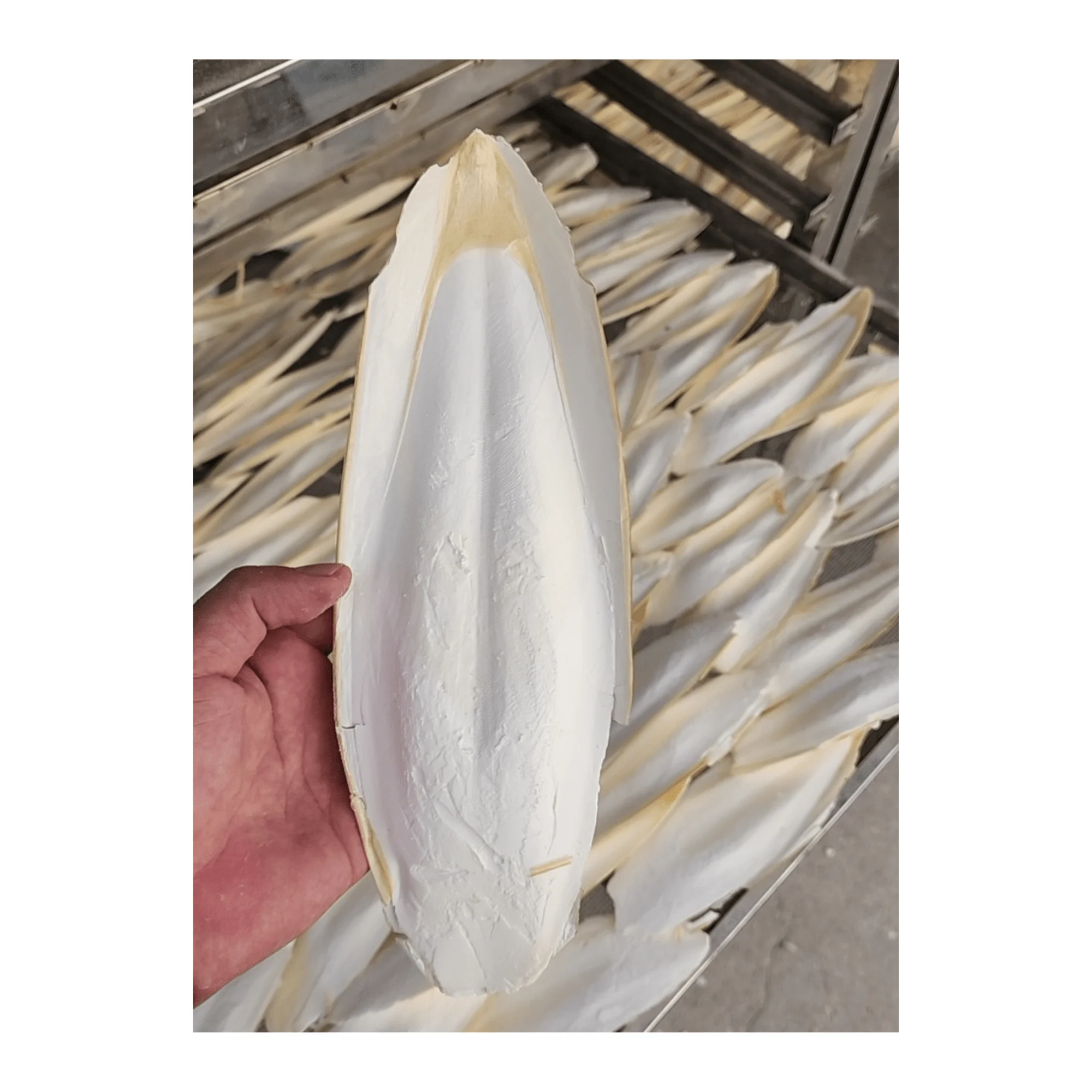 Hot Deal Pet Food Dried Cuttlefish Bone Cuttlebone Holder Bird Toy With High Quality Bleached White Trimmed Or Raw Best Price