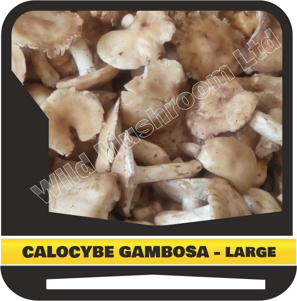 Calocybe gambosa (Saint George mushroom) - large size. Wild Growing Healthy food from the Bulgarian forest.