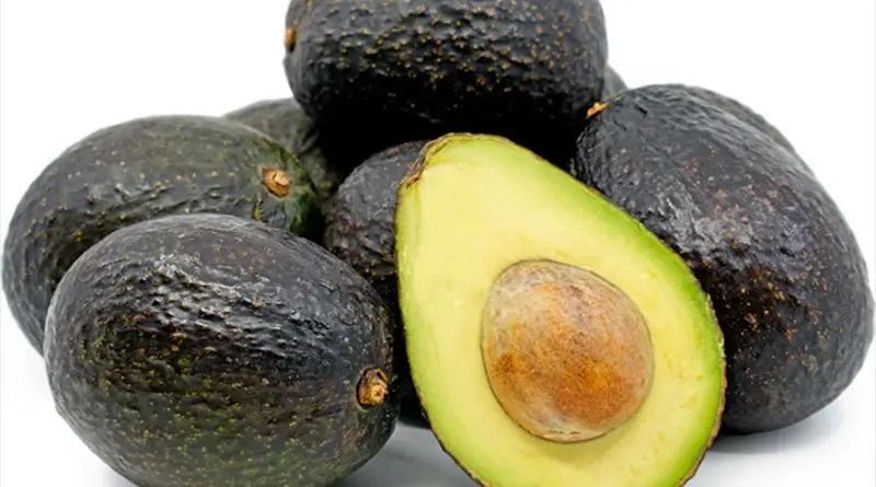 CUSTOMIZED BRAND AVOCADO FROM VIETNAM - HASS AVOCADO FOR EXPORT WITH THE BEST PRICE STANDARD HIGH TROPICAL FRUIT AVAILABLE