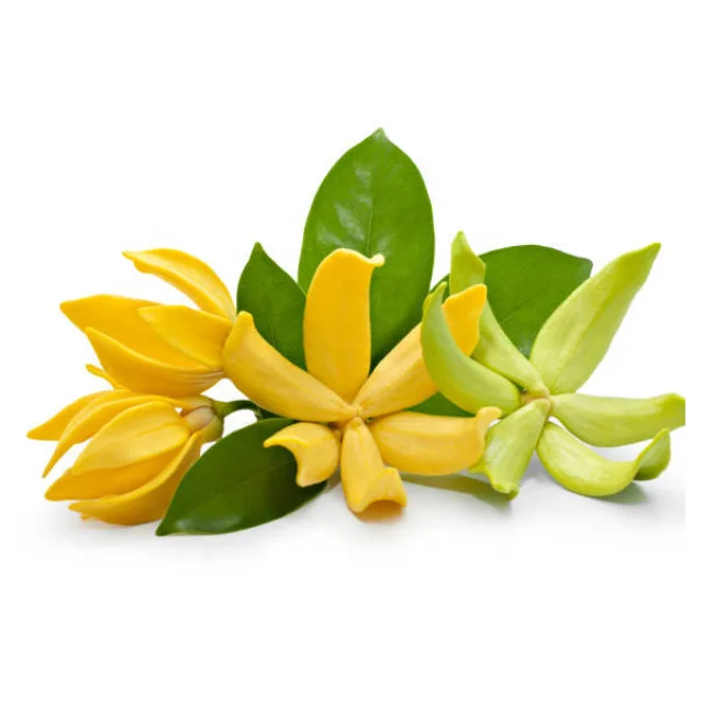 Buy CHAMPACA HYDROSOL at Wholesale price  from india largest manufacture kanha nature oils