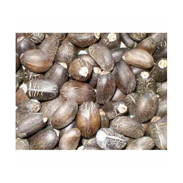 Top Grade Jatropha Seeds Wholesale Price Jatropha Seeds