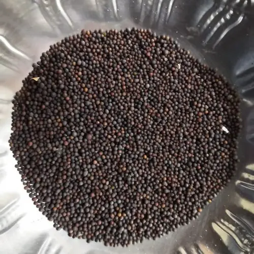 Premium Quality Black Mustard/Brassica Nigra Seed - 99.85%