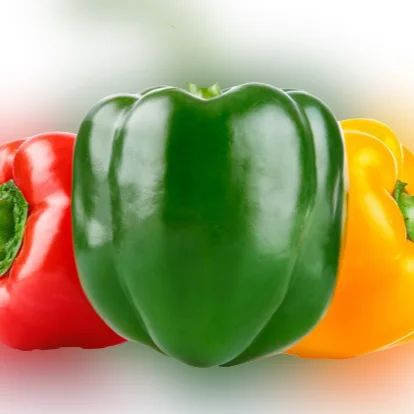 Fresh sweet peppers (red / green / yellow) of high quality from Egypt