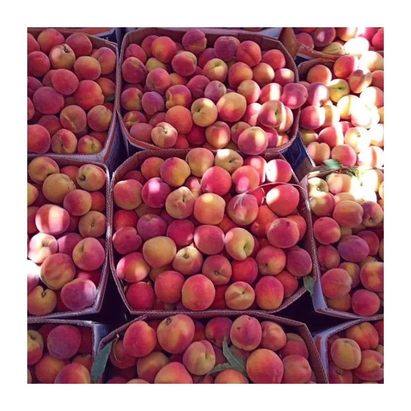 Premium Quality Organic Juicy Sweet Fresh Peaches Organic Natural Peach Fresh Fruit For Sales best price