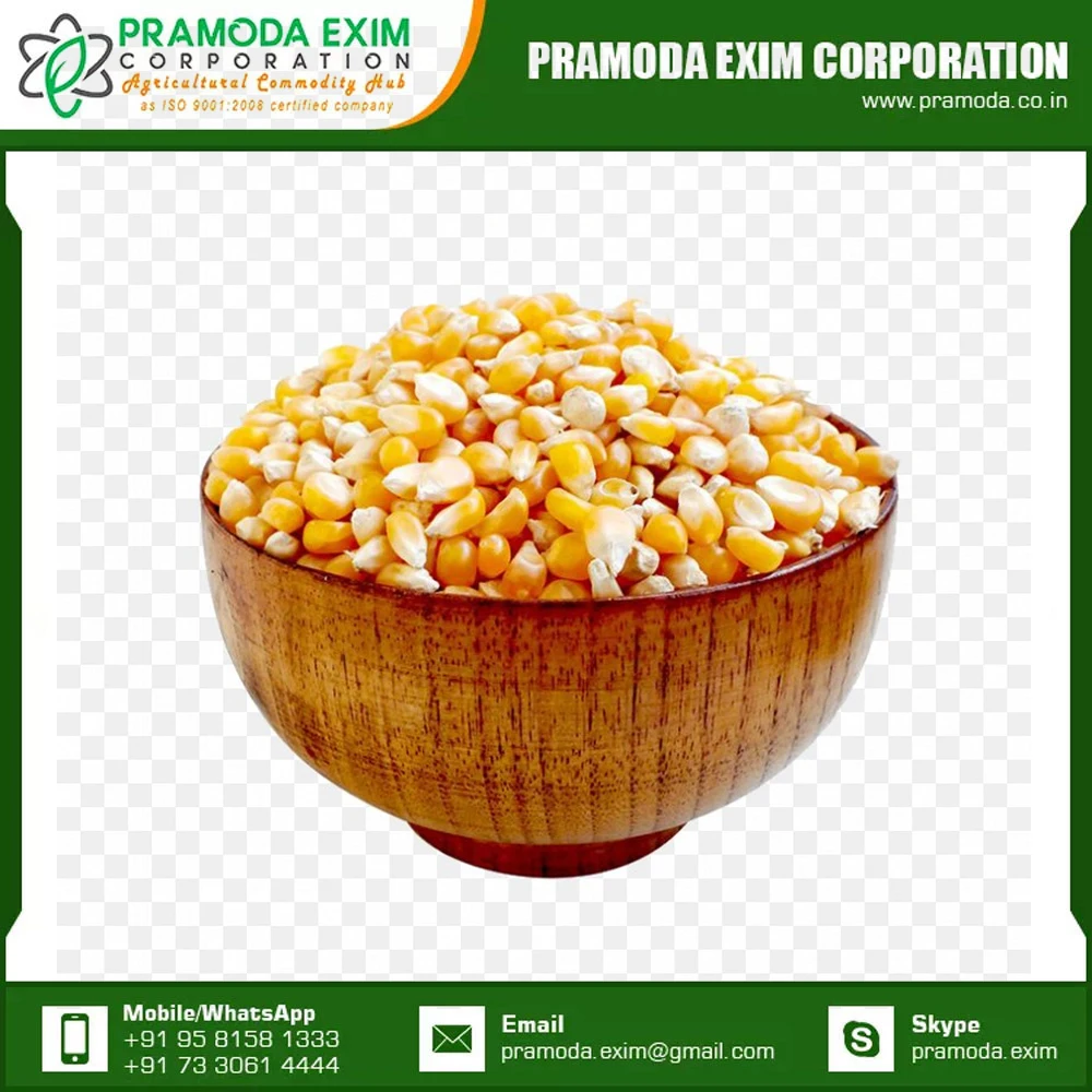 Superb Quality For Sale Yellow Corn Animal Feed Yellow Corn Available At Affordable Price
