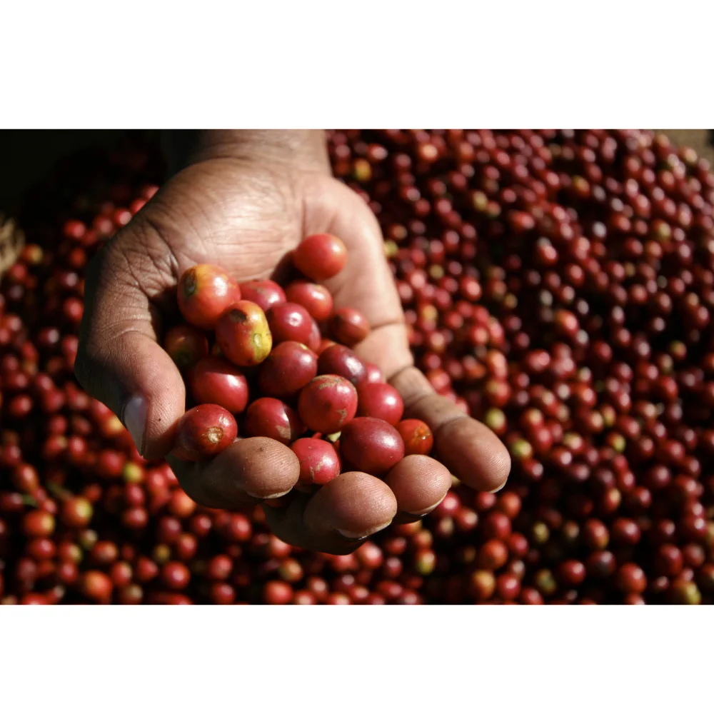 VIETNAM ROBUSTA COFFEE GREEN BEANS NEW CROP WHOLESALE HIGH QUALITY GOOD SOURCES FACTORY PRICE TOP SUPPLIER HANFIMEX +84374074818