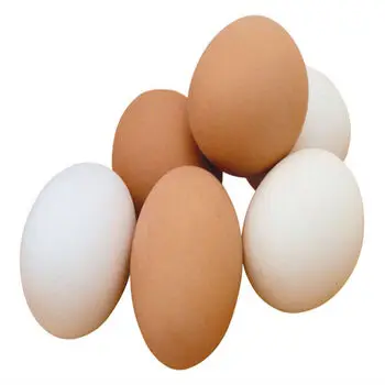 Fresh Chicken Eggs / Round Table Eggs for Sale / fertile hatching eggs for sale