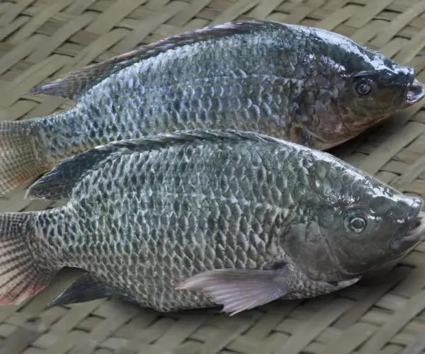 Hot Sale Tilapia Fish / Whole Round Live Black Fresh Tilapia Fish Wholesale in Bulk