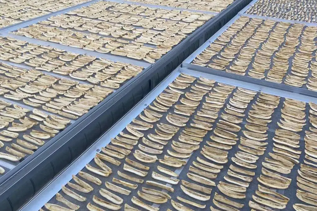 Banana Sun-Dried Organic Banana by a Solar Dome, No Sugar, Slightly Sweet, Natural Banana Flavor 80g./Pack