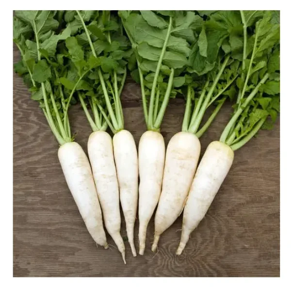 Cheapest Price Supplier Bulk Fresh Vegetables Radish With Fast Delivery