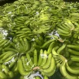 Вьетнамские свежие бананы cavendish, высокое качество, экспортируется в Китай, Корею и Малайзию