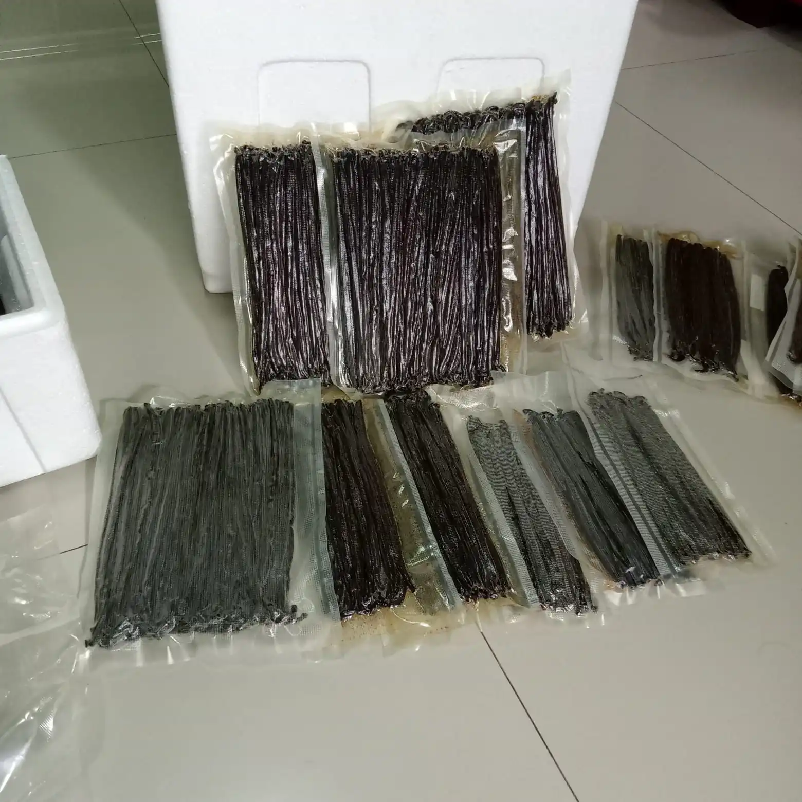 Vanilla Bean Planifolia 18-20 CM Top Selling Premium Indonesia Supplier