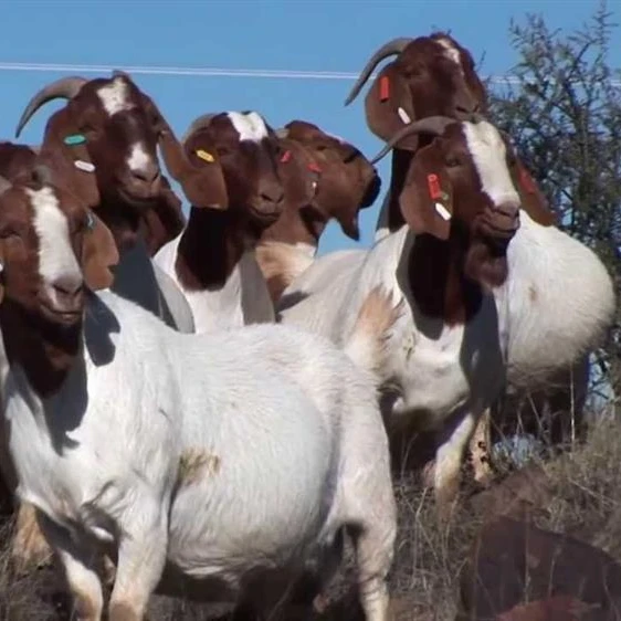 Live Boer goat