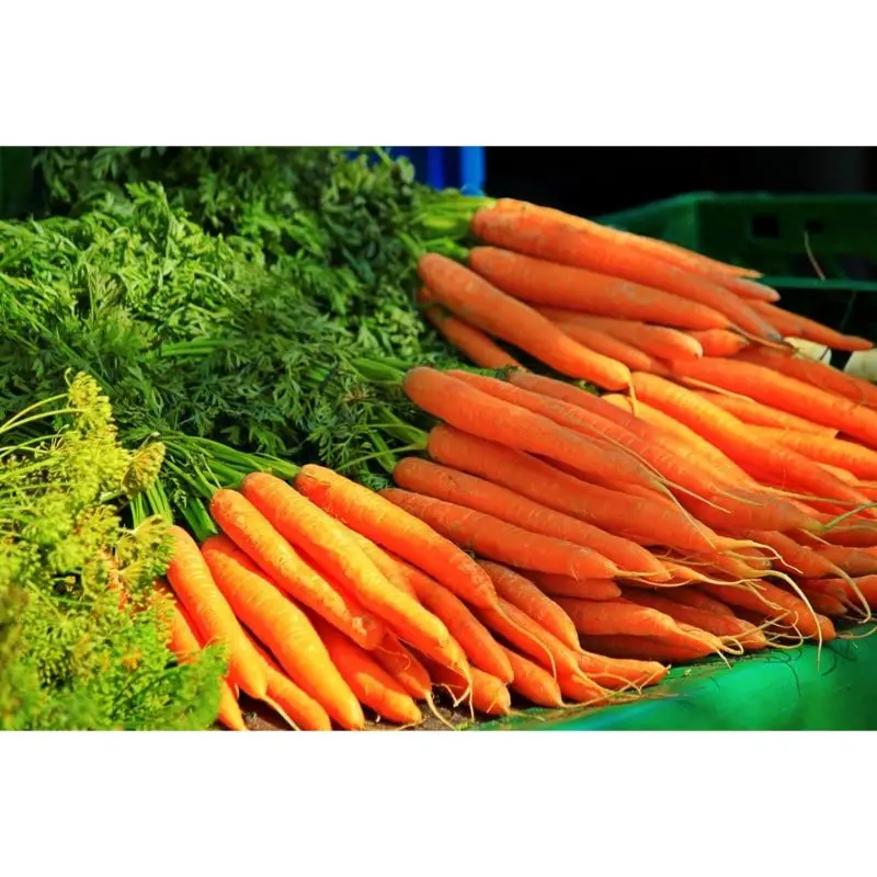 Самая низкая цена на экспорт моркови nantus verity для индийской