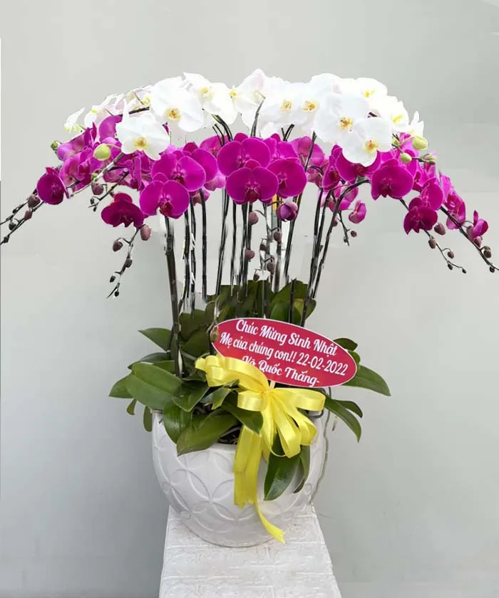 Phalaenopsis Orchid Natural Professional Team Export Wedding Fresh Flower Carton Outside Made In Vietnam Manufacture