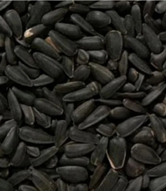 Premium Sunflower Kernel Seed