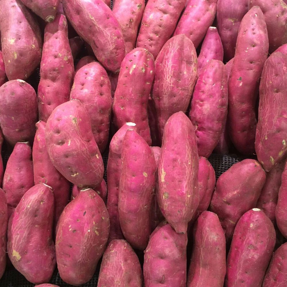 New Crop Best Quality Natural Vegetables Delicious Taste Crop Sweet Potato
