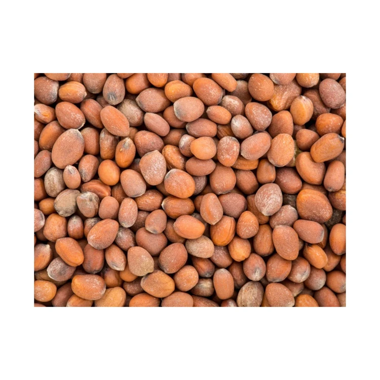 Factory Supply Extract Radish Seed Extract in bulk