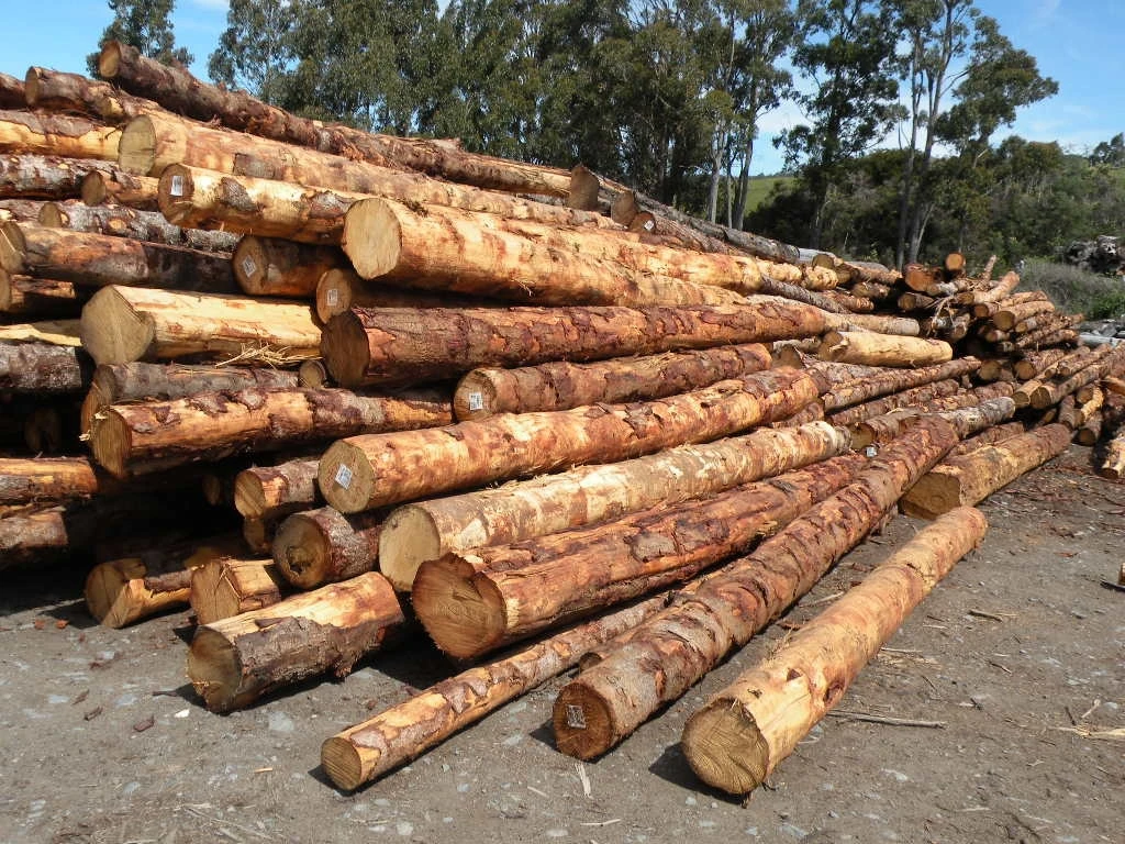 Бревна ольдера