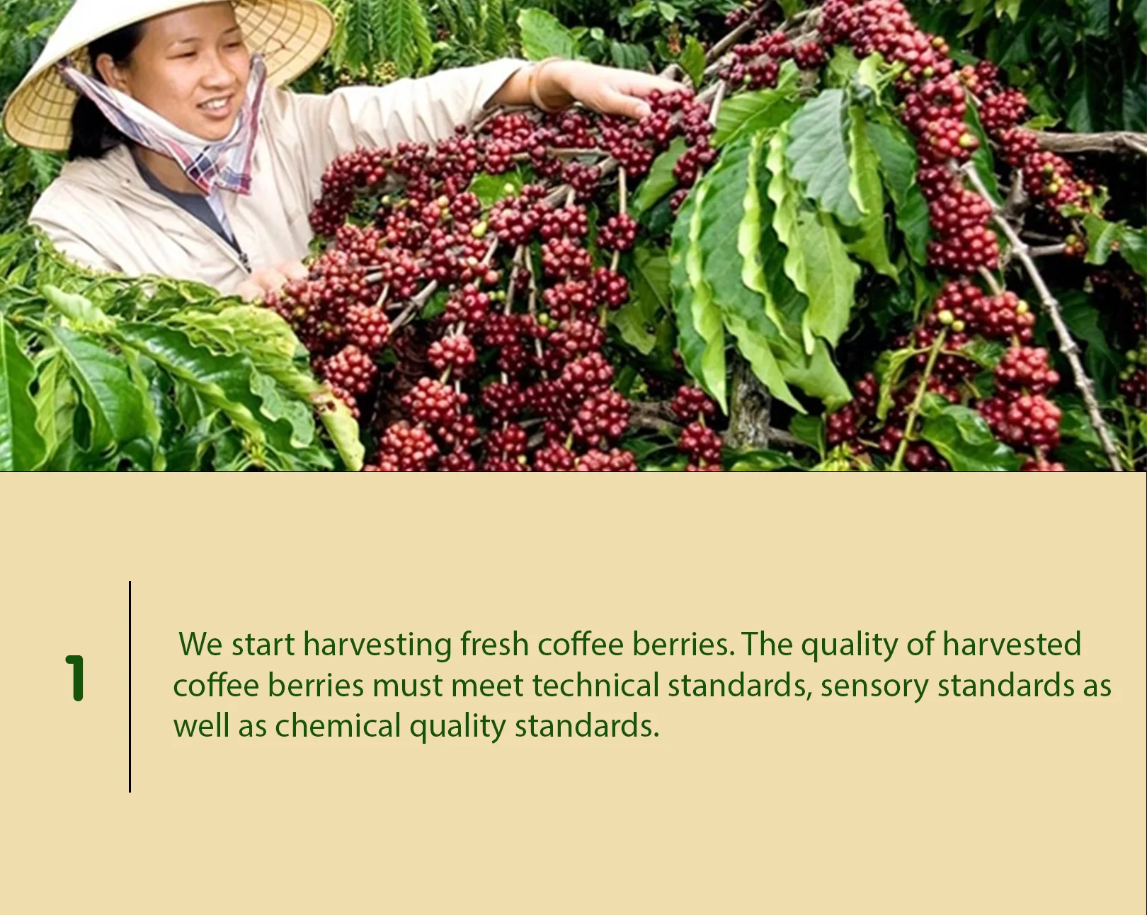 MESCAL TRADITIONAL ROASTED COFFEE BEANS Colombia COLOMBIAN Packaging PACK Shelf Origin Type Life VALVE Variety Grade Bean FRESH