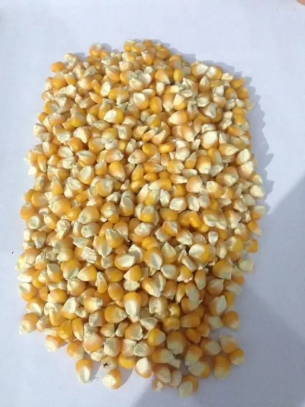 yellow maize7.jpg