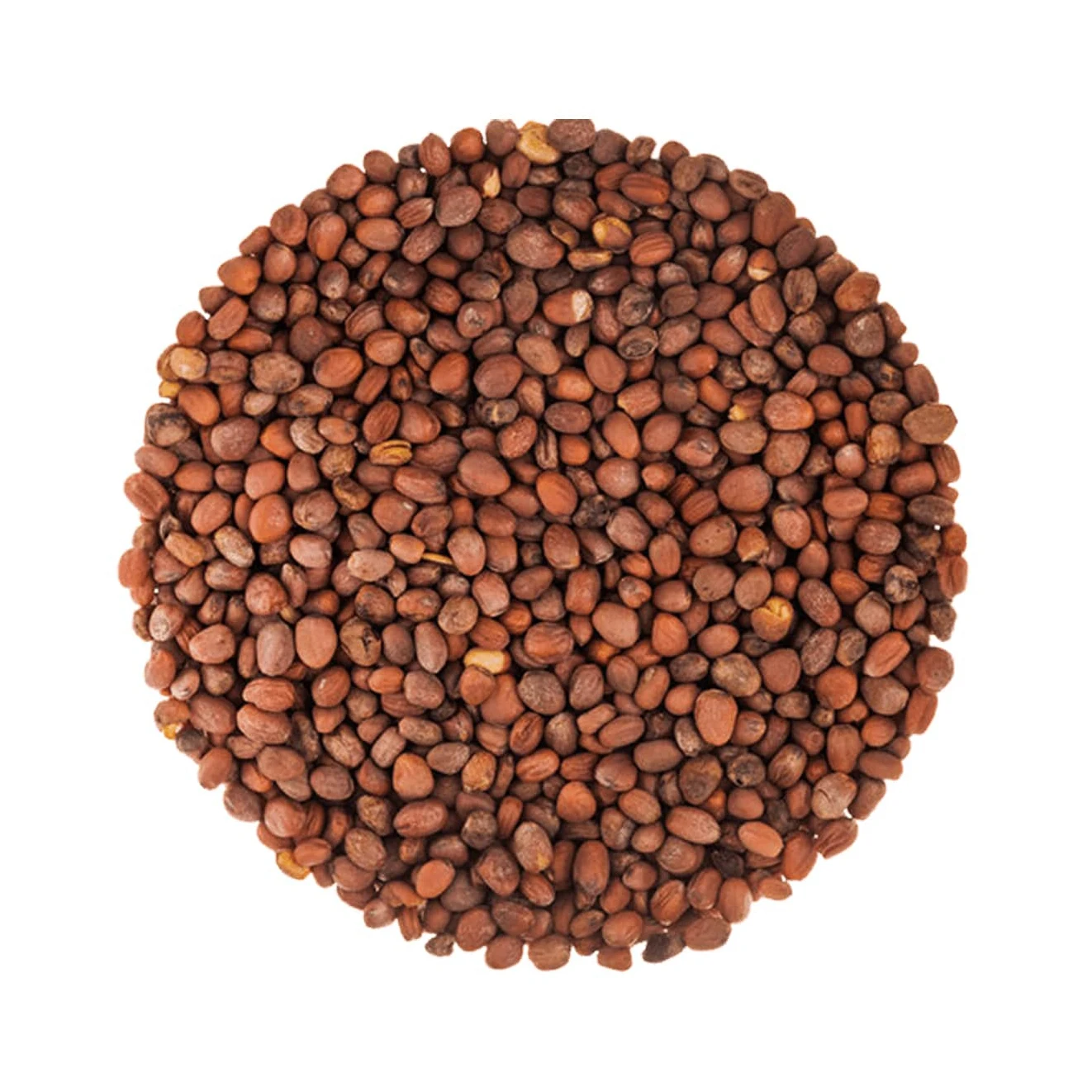 Factory Supply Extract Radish Seed Extract in bulk