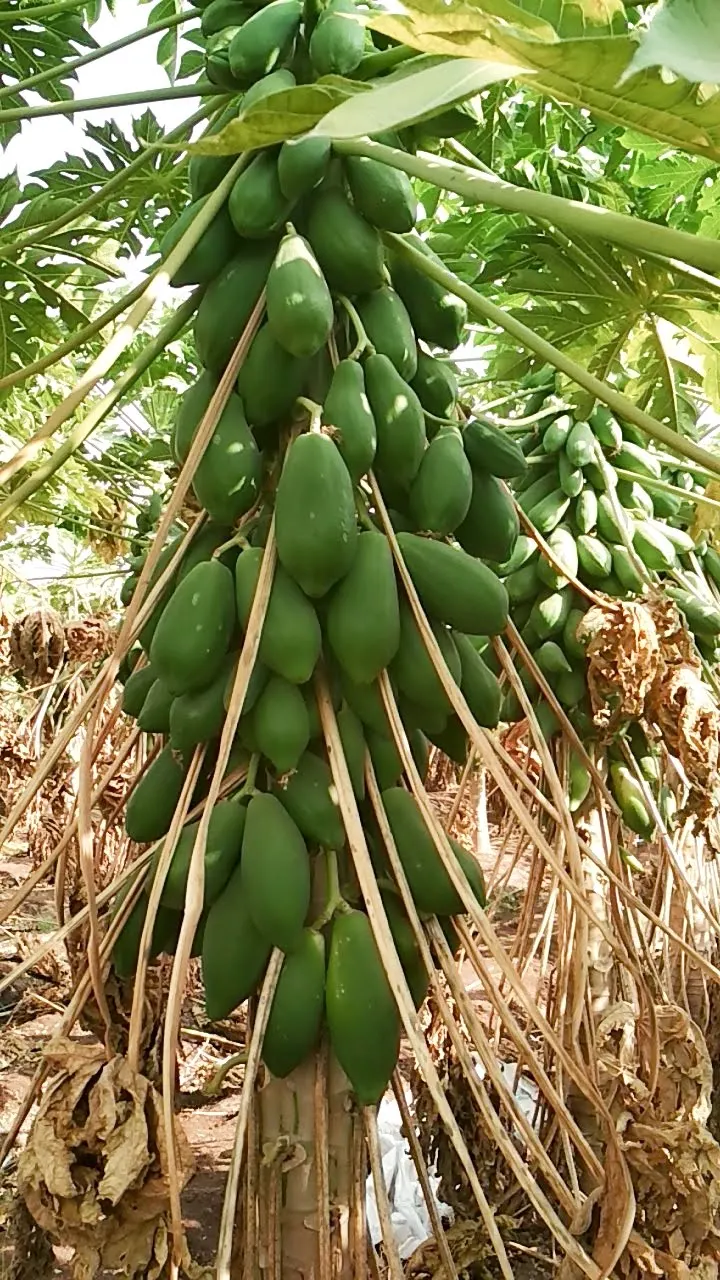 Pink Red Papaya red glory f1