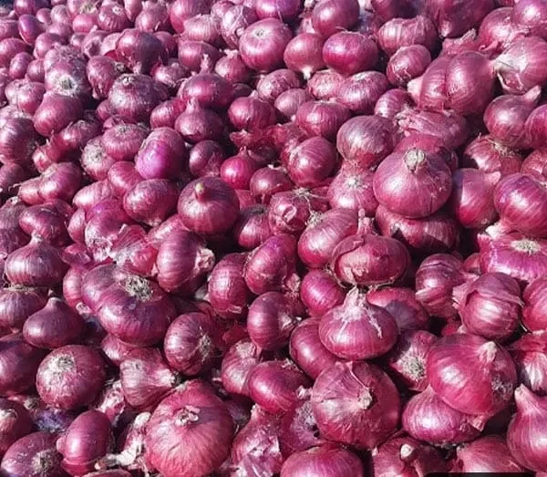 Оптовая продажа свежих овощей вкусный свежий желтый