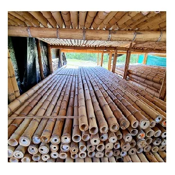 Best Quality Natural Bamboo Poles / Bamboo Canes/ Stakes for Agriculture Planting