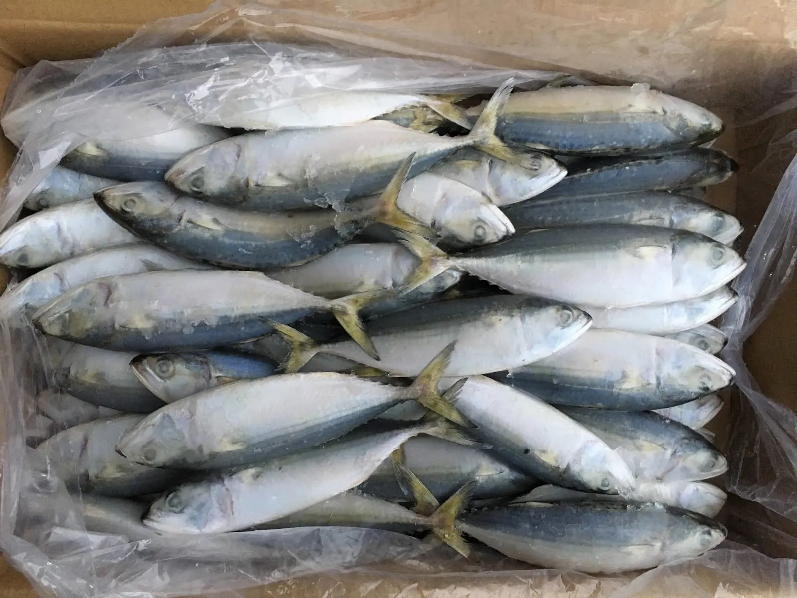 Competitive Price Frozen Indian Mackerel From Best Supplier in Vietnam