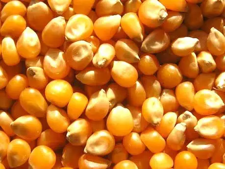 High Quality Organic Yellow Maize Bulk-Dried Corn for Animal Feed